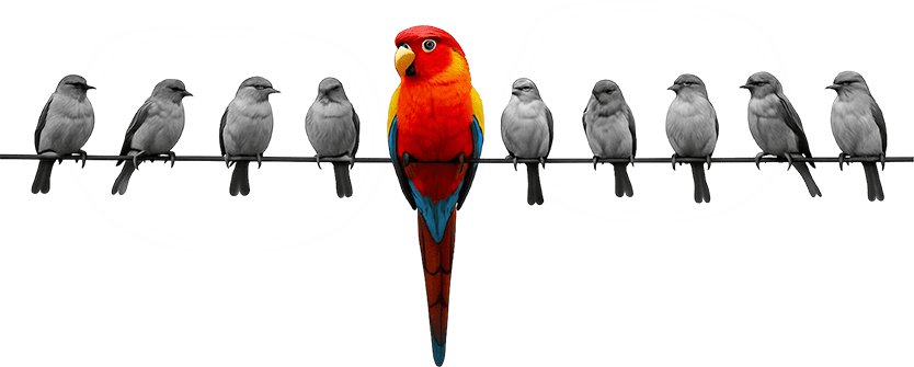 Parrot